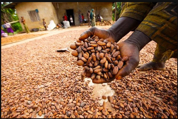 C'Rivers Govt Unveils Seven-Year Strategic Plan for Cocoa